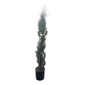 Kezdőoldal Karcsú arizónai ciprus (CUPRESSUS ARIZONICA 'FASTIGIATA')