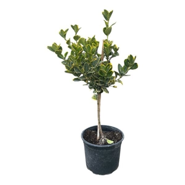 Hungaroplant