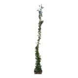Csillagjázmin - TRACHELOSPERMUM JASMINOIDES Hungaroplant