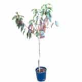 'Van' édes cseresznye - PRUNUS AVIUM 'VAN' Hungaroplant