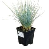 Kék csenkesz - FESTUCA GLAUCA 'UCHTE' Hungaroplant