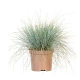 Kék csenkesz - FESTUCA GLAUCA 'ELIJAH BLUE' Hungaroplant