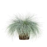 Intenzív kék csenkesz - FESTUCA GLAUCA 'INTENSE BLUE' Hungaroplant