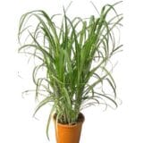 Jázminfű - MISCANTHUS SINENSIS 'CABARET' Hungaroplant
