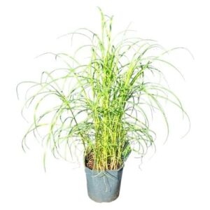 Zebrafű (Miscanthus sinensis ‘Zebrinus’)