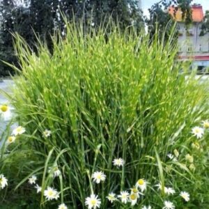 Zebrafű (Miscanthus sinensis ‘Zebrinus’)