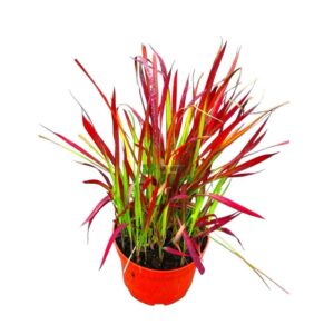 Japán vérfű (Imperata cylindrica ‘Red Baron’)