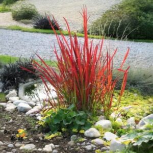 Japán vérfű (Imperata cylindrica ‘Red Baron’)