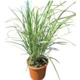 Japán díszfű - MISCANTHUS SINENSIS 'VARIEGATUS' Hungaroplant