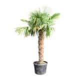 Kínai kenderpálma - CHAMAEROPS EXCELSA (törzses) Hungaroplant