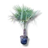 Kínai kenderpálma - TRACHYCARPUS FORTUNEI Hungaroplant