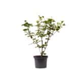 'Aurora' illatos bangita - VIBURNUM CARLESII 'AURORA' Hungaroplant