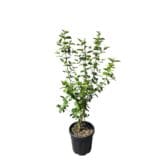 'Carlcephalum' illatos bangita - VIBURNUM 'CARLCEPHALLUM' Hungaroplant