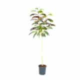 ‘Evey’s Pride’ selyemakác - ALBIZIA JULIBRISSIN 'EVEY'S PRIDE' Hungaroplant
