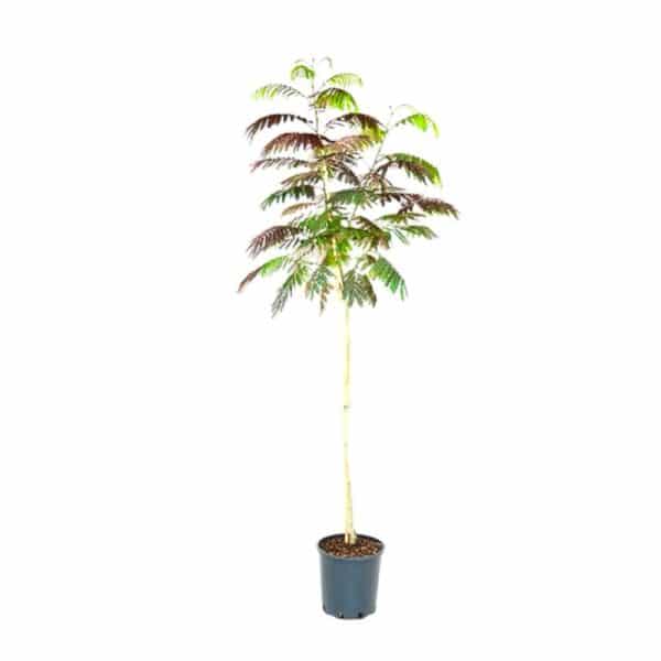 Hungaroplant