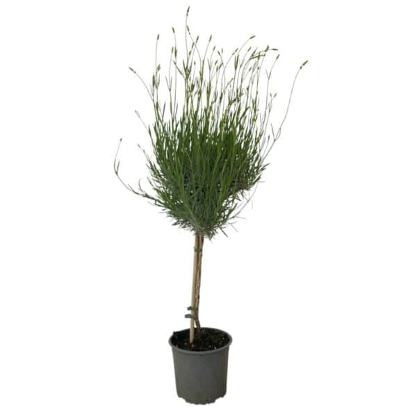 Hungaroplant