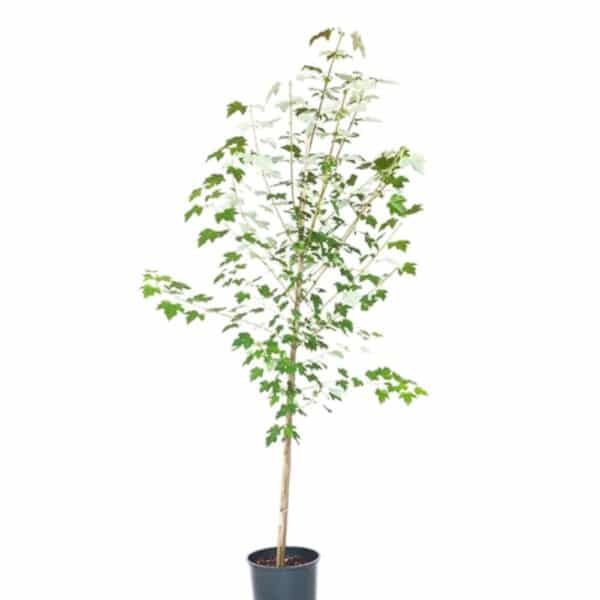 Hungaroplant