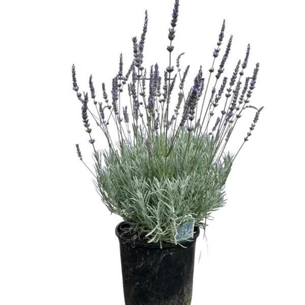 Hungaroplant