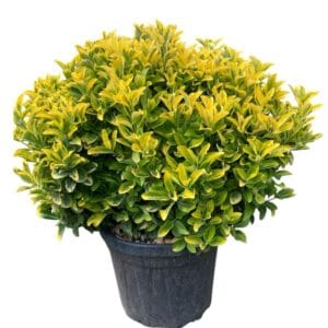 Kezdőoldal Aranytarka japán kecskerágó - Euonymus japonicus 'elegant aureus' (gömb)