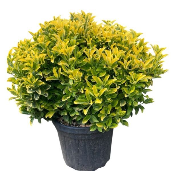 Hungaroplant