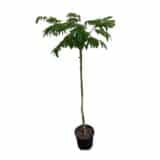 Ernyős koronájú selyemakác - ALBIZIA JULIBRISSIN 'OMBRELLA' Hungaroplant