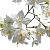 Fehér liliom - LILIUM CANDIDUM Hungaroplant