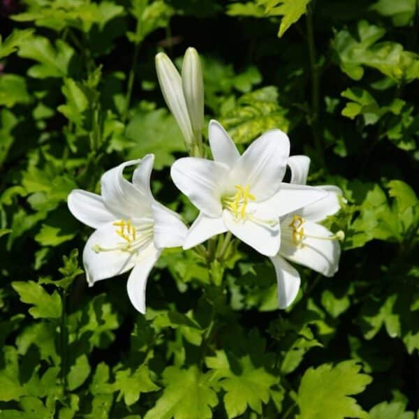 Hungaroplant
