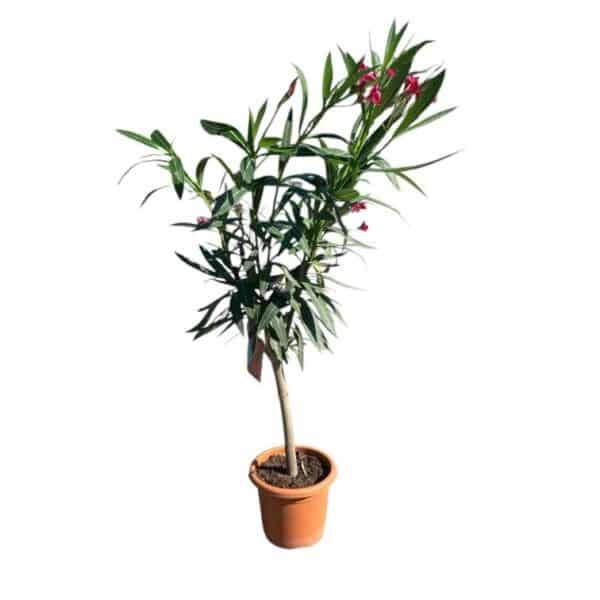 Hungaroplant