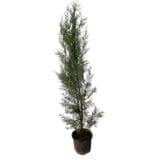 Kékes leylandi ciprus (cupressocyparis leylandii 'blue jeans') Hungaroplant