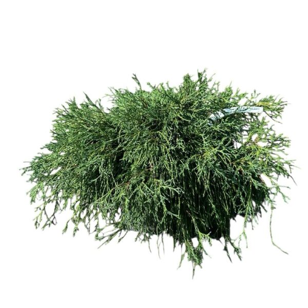 Hungaroplant