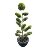 Leylandi ciprus bonsai (cupressocyparis leylandii 'castlewellan gold') Hungaroplant
