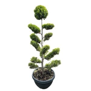 Kezdőoldal Leylandi ciprus bonsai (cupressocyparis leylandii 'castlewellan gold')