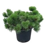 Törpefenyő (pinus mugo var. pumilio) Hungaroplant
