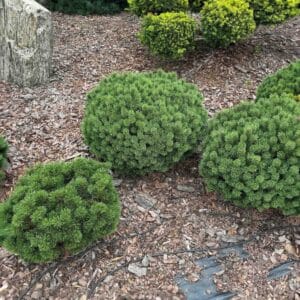 Törpefenyő (pinus mugo var. pumilio)
