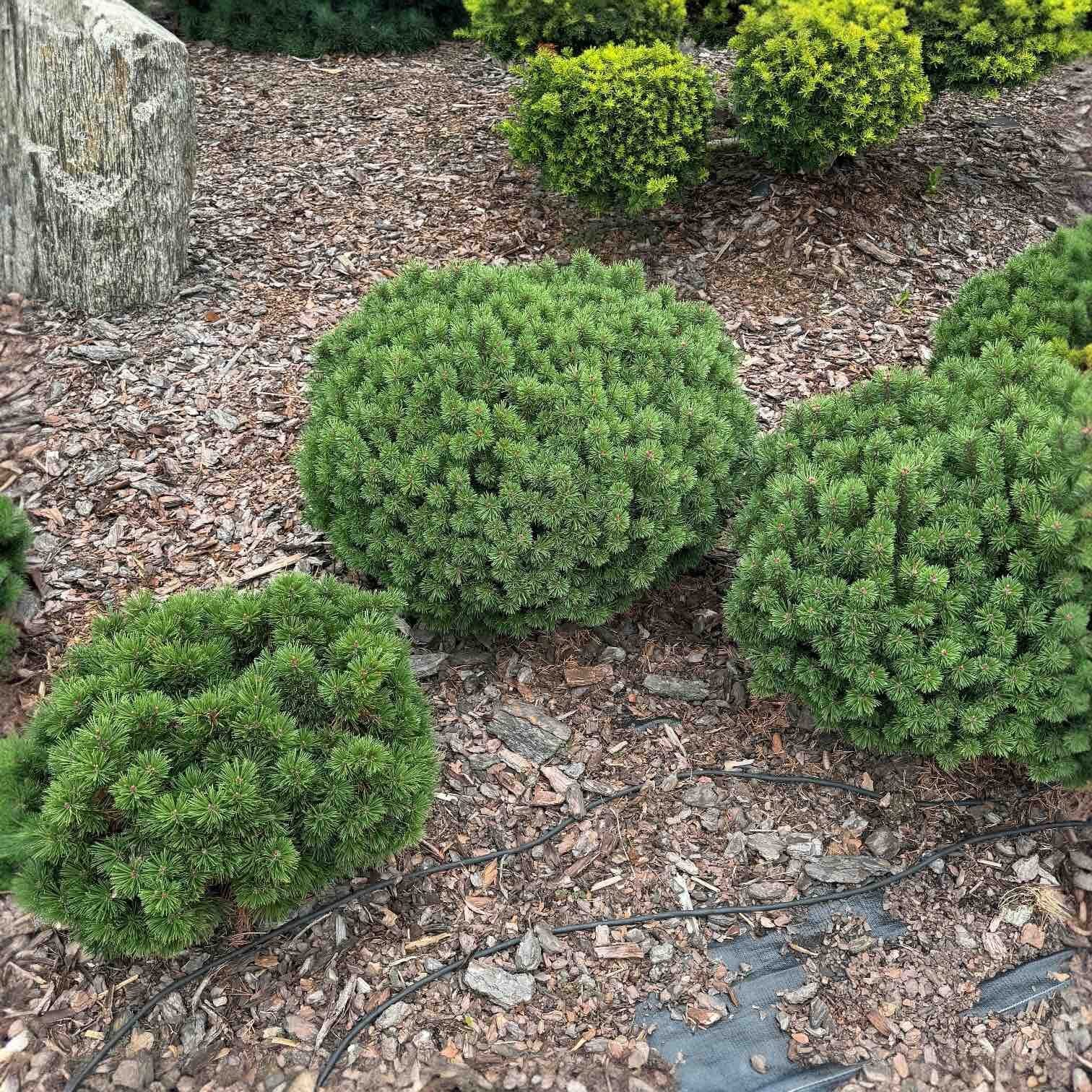 pinusmugo3 Hungaroplant