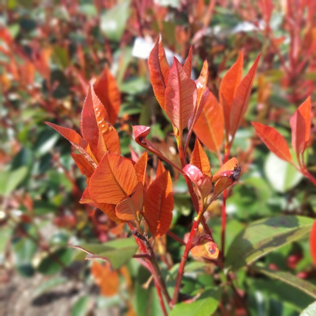 Korallberkenye (Photinia serrulata ‘Red Robin’)