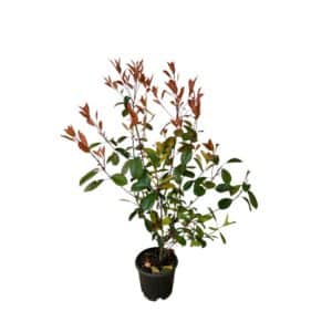 Korallberkenye - Photinia serrulata 'red robin'