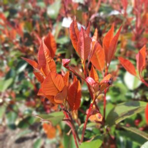 Korallberkenye (Photinia serrulata ‘Red Robin’)