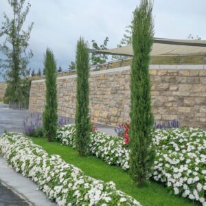 Kezdőoldal Oszlopos ciprus - CUPRESSUS SEMPERVIRENS 'PYRAMIDALIS'