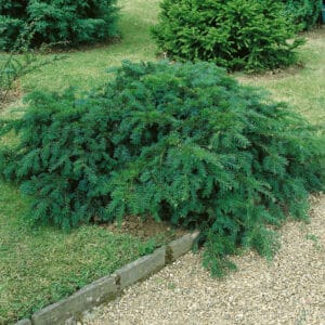 Kezdőoldal Terülő tiszafa (taxus baccata 'repandens')