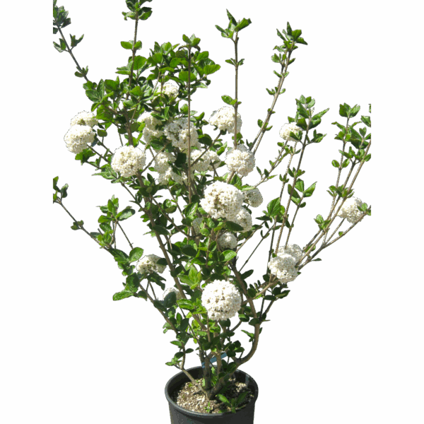 Hungaroplant