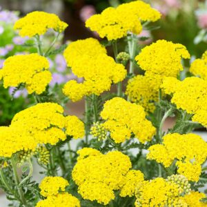 Aranysárga cickafark (Achillea filipendulina 'Cloth of Gold')
