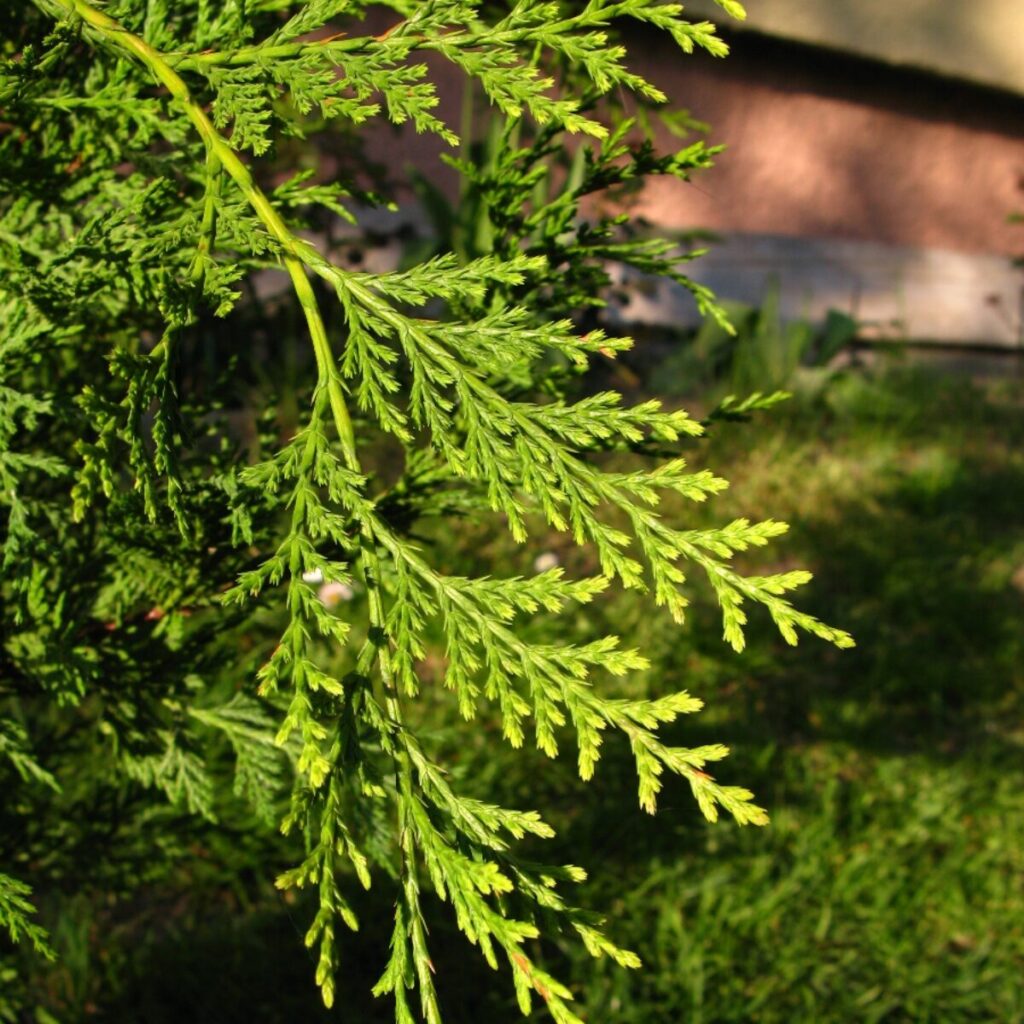 Spirál arany leylandi ciprus (Cupressocyparis leylandii 'Castlewellan Gold')