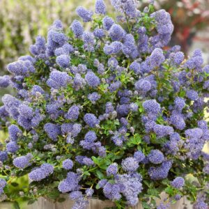 Kúszó kaliforniai orgonabokor (Ceanothus thyrsiflorus ‘Repens’)