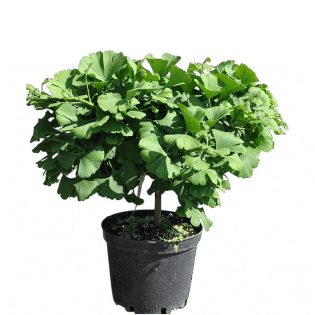 Gömb páfrányfenyő (Ginkgo biloba 'Globosa')
