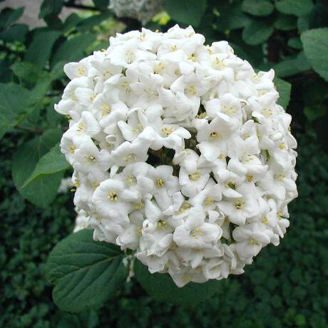 Illatos bangita (VIBURNUM 'CARLCEPHALLUM' (EXTRA ERNYŐ))