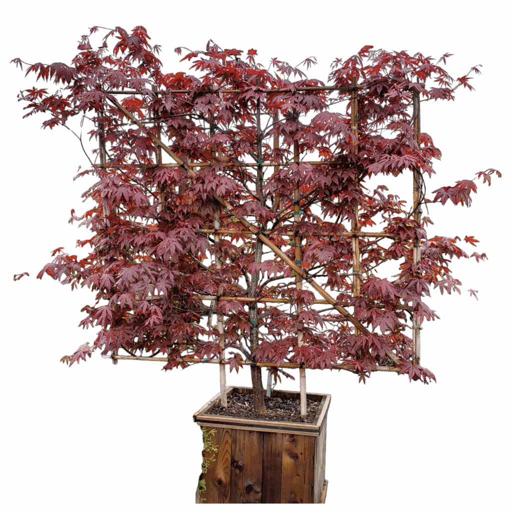 Japán juhar (futtatott növényfal) – ACER PALMATUM ‘SKEETER’S BROOM’