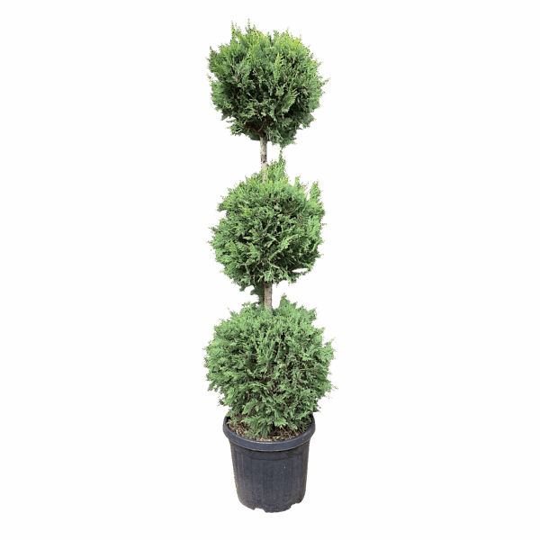 Hungaroplant