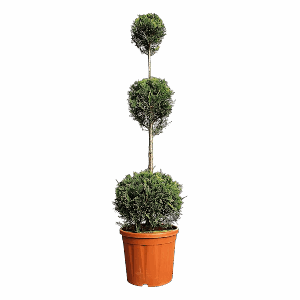 Hungaroplant