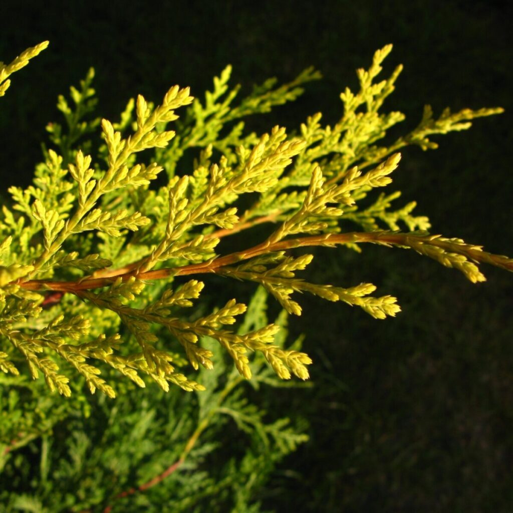 Spirál arany leylandi ciprus (Cupressocyparis leylandii 'Castlewellan Gold')